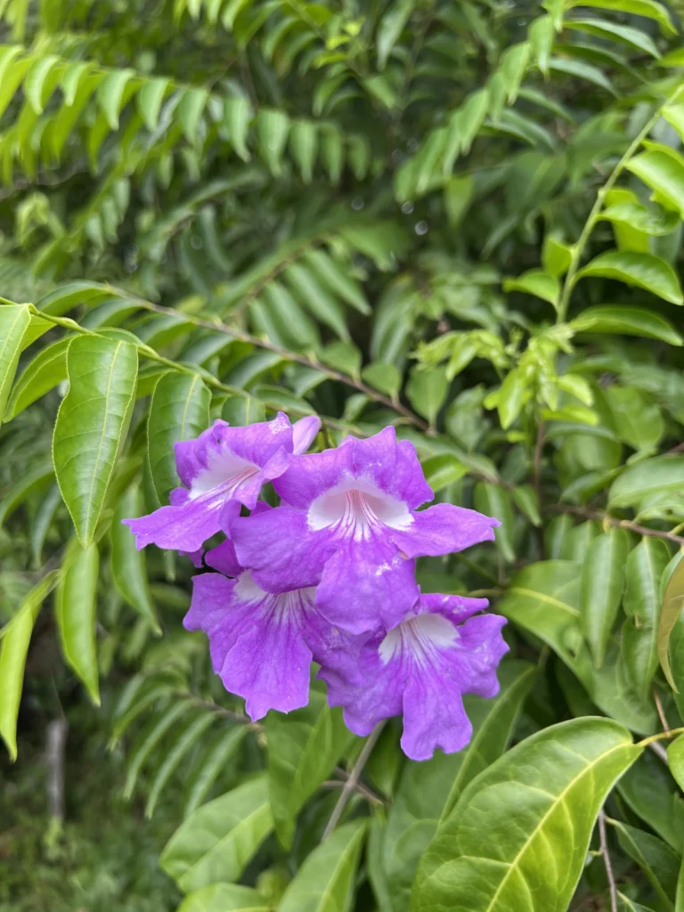 Bignonia binata (6)