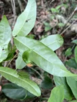 Bignonia binata (5)