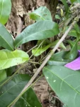Bignonia binata (4)