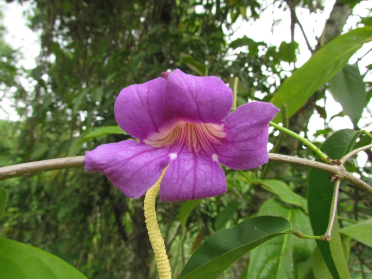 Bignonia binata (3)