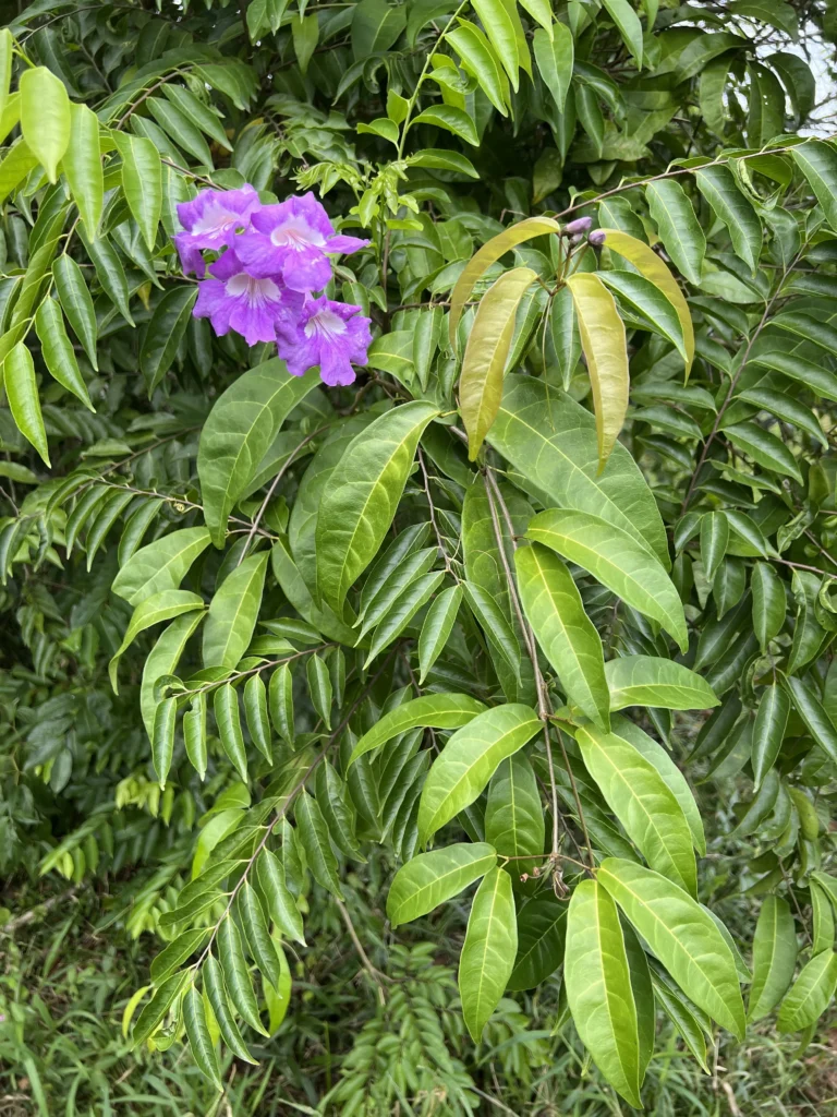 Bignonia binata (3)