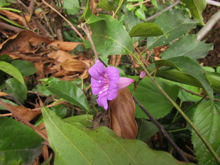 Bignonia binata (2)
