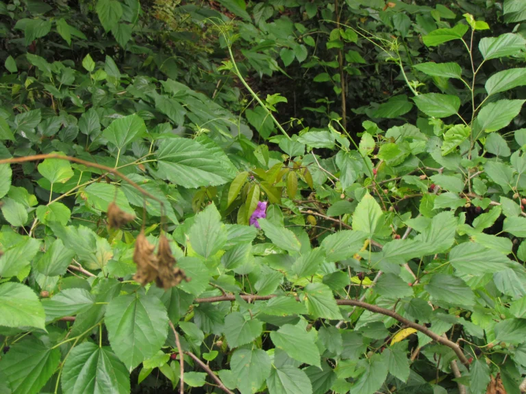 Bignonia binata (1)