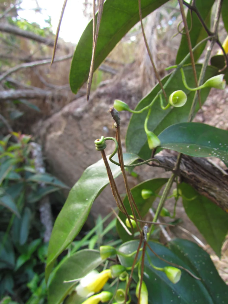 Anemopaegma prostratum (11)