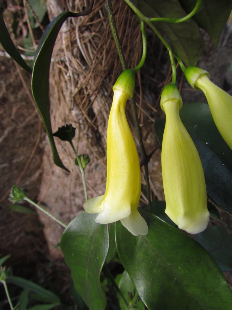 Anemopaegma prostratum (7)
