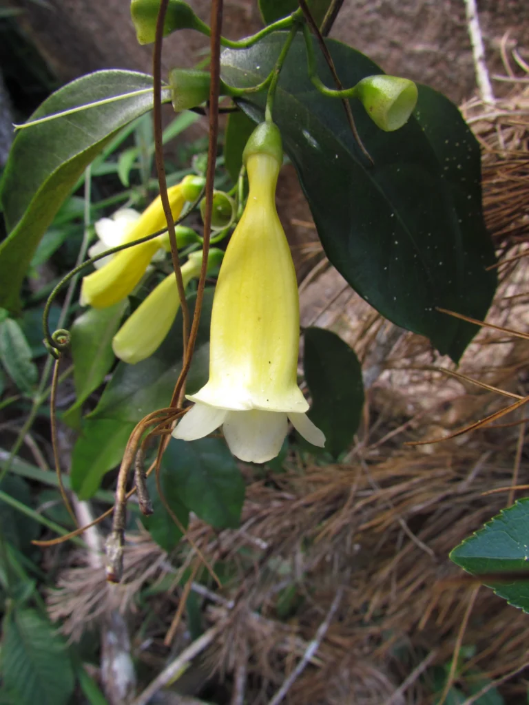 Anemopaegma prostratum (6)