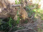 Anemopaegma prostratum (3)