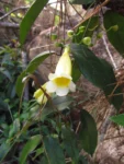 Anemopaegma prostratum (4)