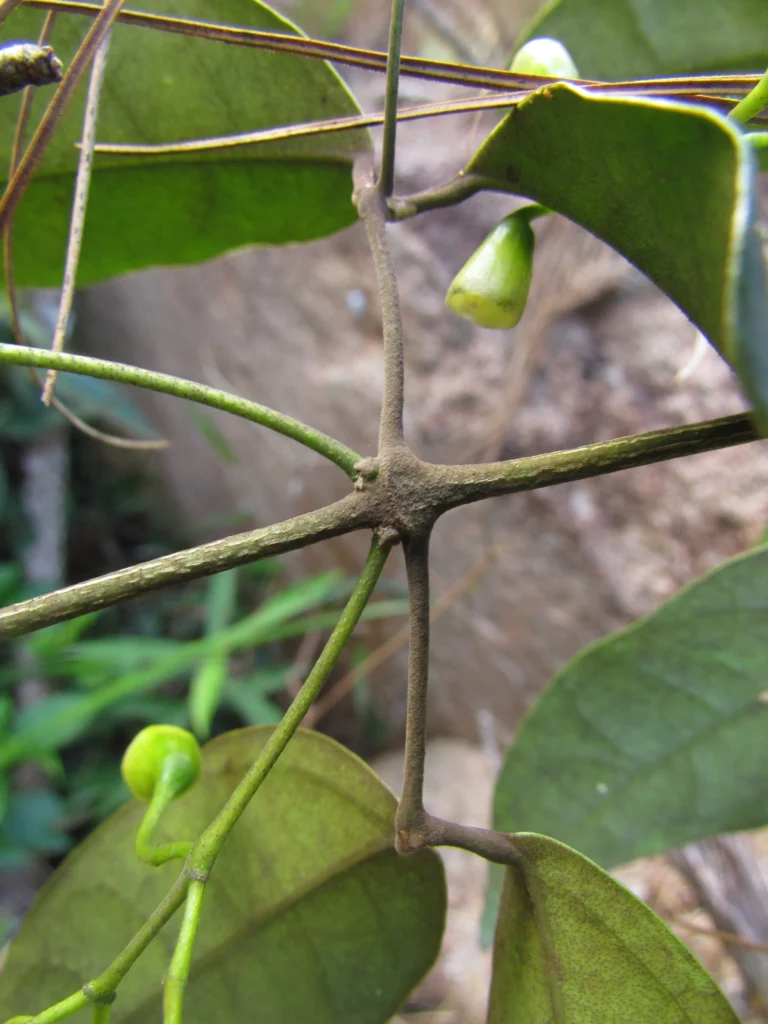 Anemopaegma prostratum (2)