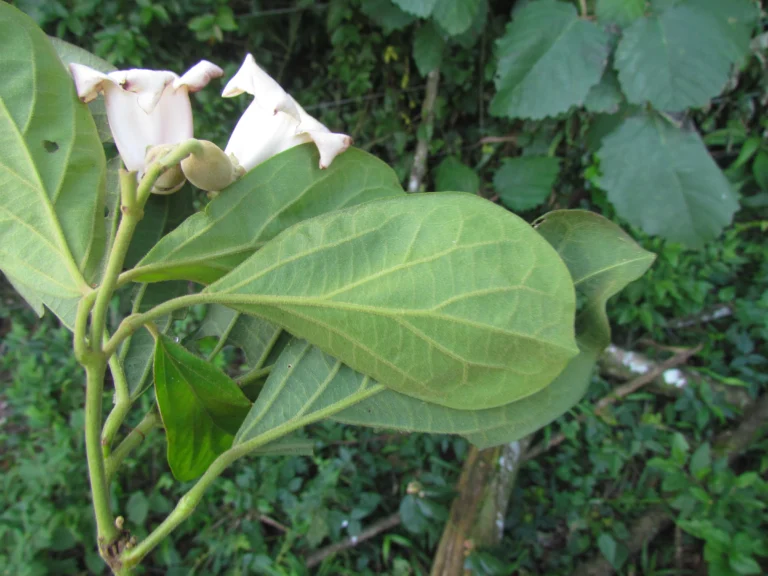 Amphilophium dusenianum (20)
