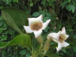 Amphilophium dusenianum (18)