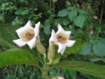 Amphilophium dusenianum (17)