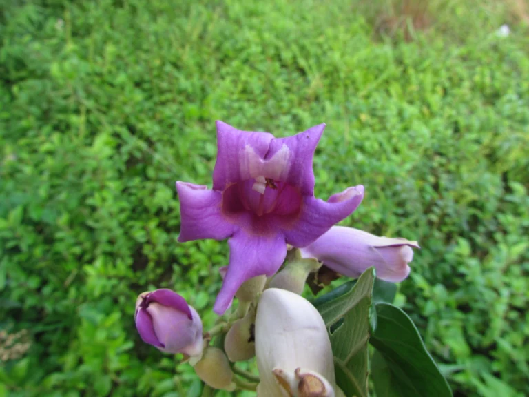 Amphilophium dusenianum (14)