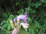 Amphilophium dusenianum (11)