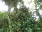 Amphilophium dusenianum (8)