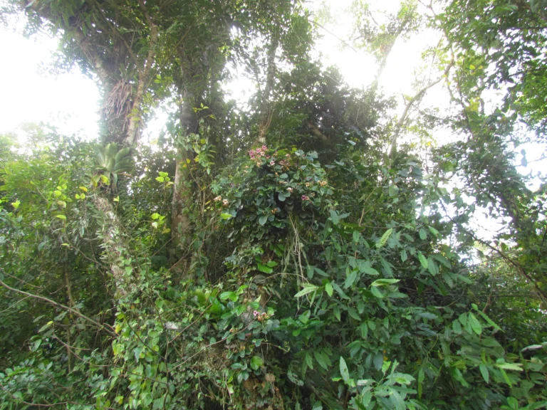 Amphilophium dusenianum (8)