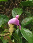 Amphilophium dusenianum (7)