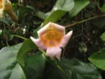Amphilophium dusenianum (4)