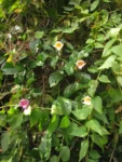 Amphilophium dusenianum (2)