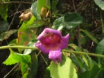 Amphilophium dusenianum (3)