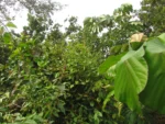 Amphilophium dusenianum (1)