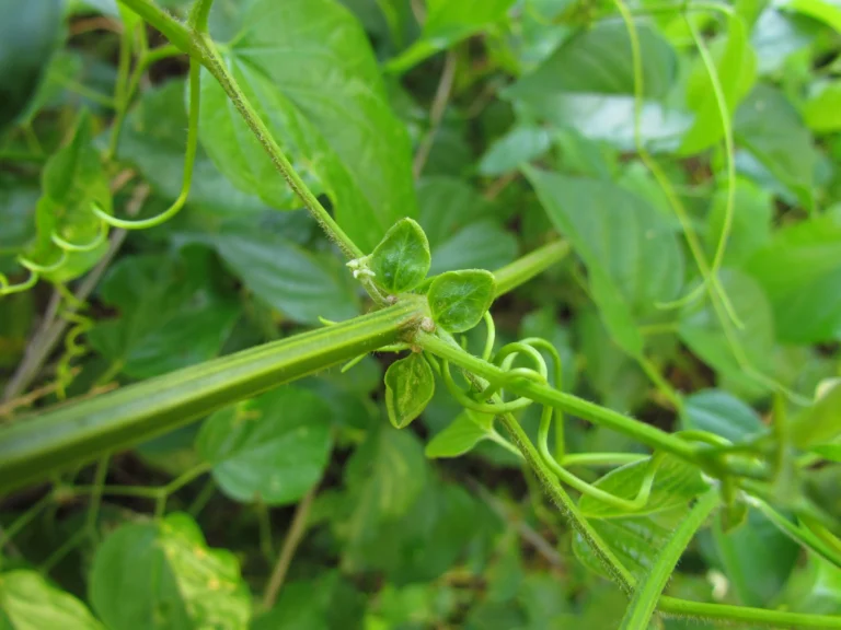 Amphilophium crucigerum (37)