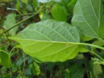 Amphilophium crucigerum (39)