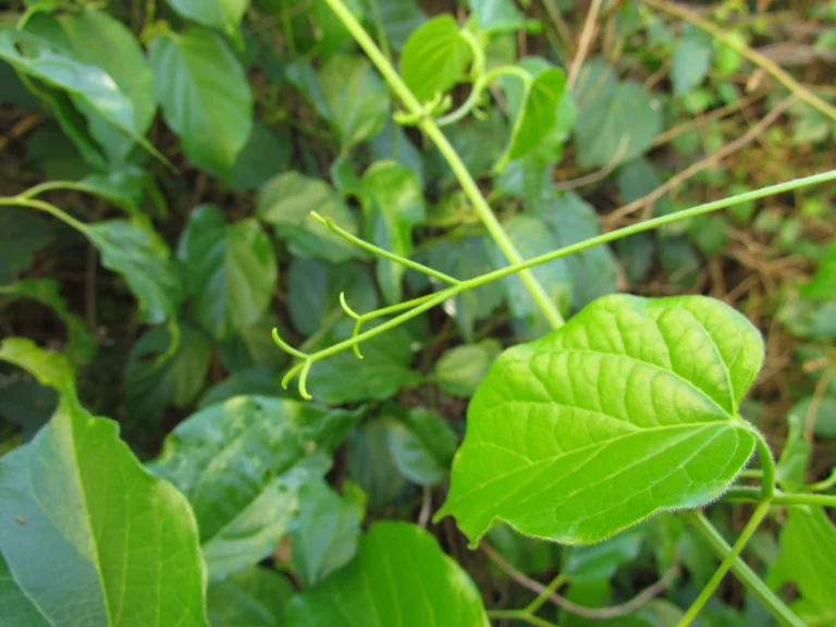Amphilophium crucigerum (35)