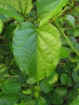 Amphilophium crucigerum (33)