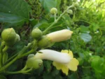 Amphilophium crucigerum (30)