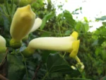 Amphilophium crucigerum (28)