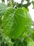 Amphilophium crucigerum (19)