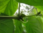 Amphilophium crucigerum (18)