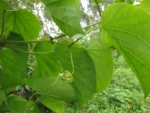Amphilophium crucigerum (14)