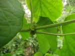 Amphilophium crucigerum (15)