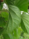 Amphilophium crucigerum (12)