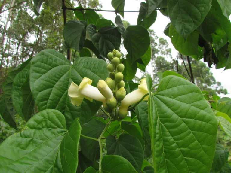 Amphilophium crucigerum (3)