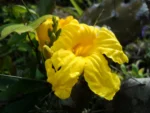 Adenocalymma marginatum (41)