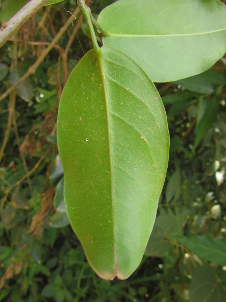 Adenocalymma marginatum (16)