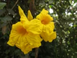 Adenocalymma marginatum (17)