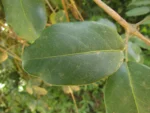 Adenocalymma marginatum (15)