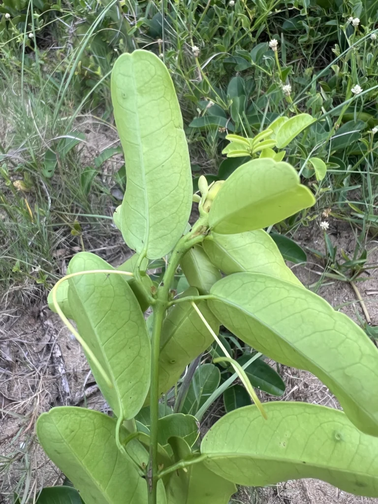 Adenocalymma marginatum (11)