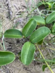 Adenocalymma marginatum (8)