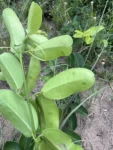 Adenocalymma marginatum (9)