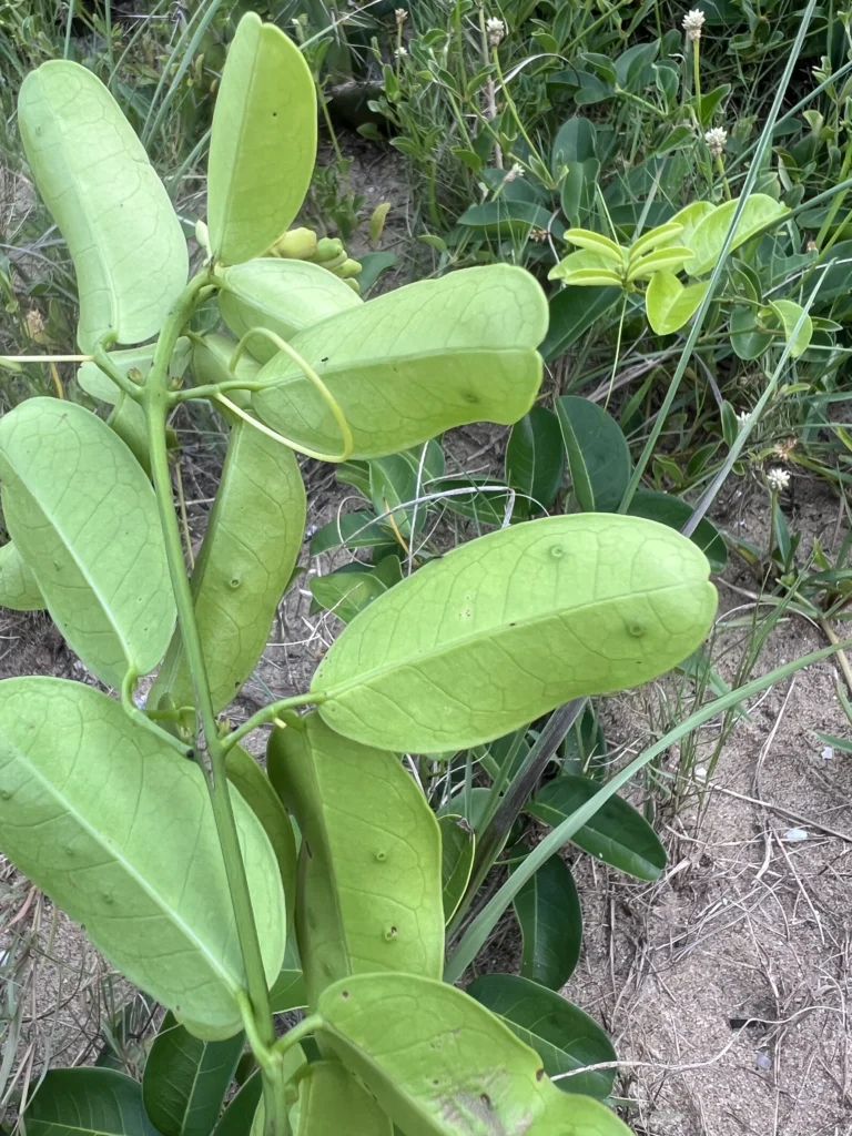 Adenocalymma marginatum (9)