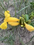 Adenocalymma marginatum (5)