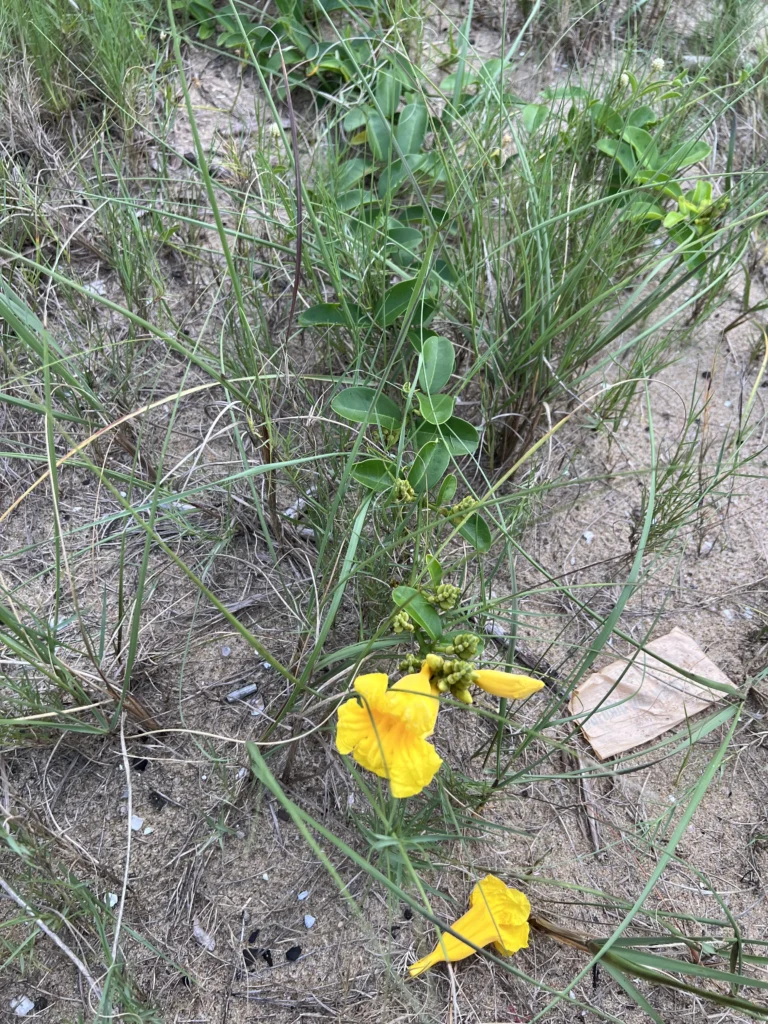 Adenocalymma marginatum (3)