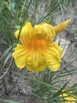 Adenocalymma marginatum (4)