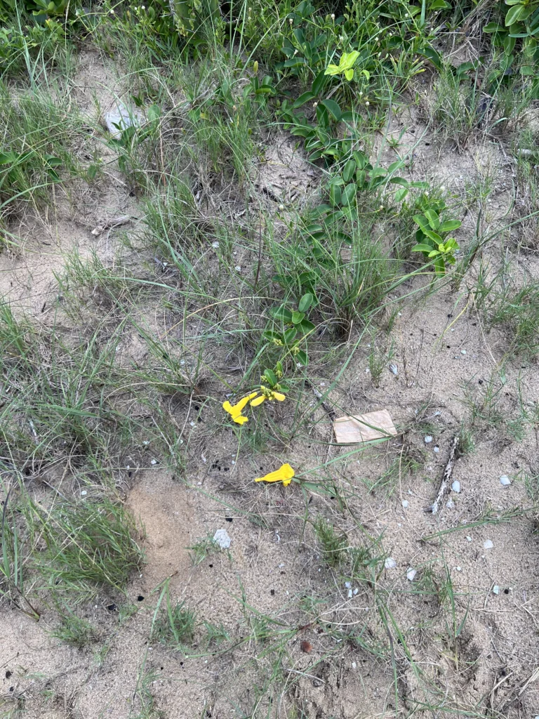 Adenocalymma marginatum (2)