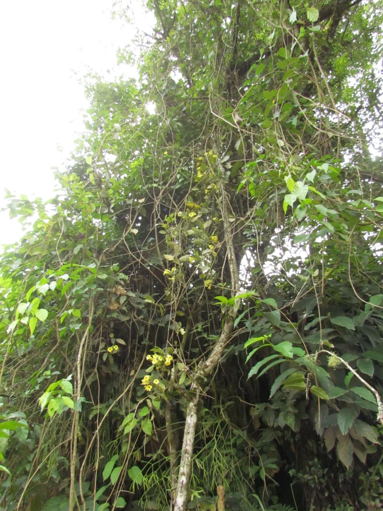 Adenocalymma dusenii (30)